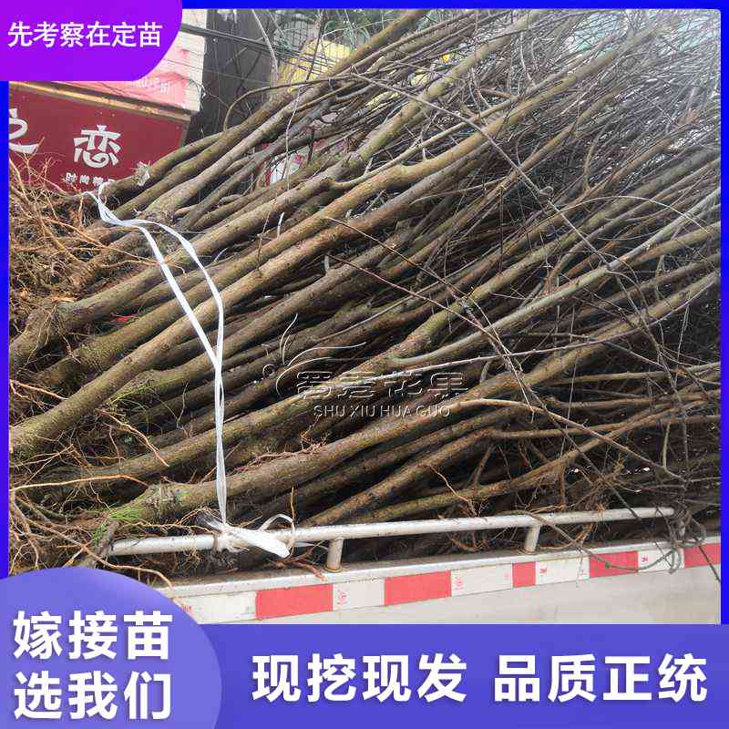 汶川 清脆李晚熟清脆李李子嫁接苗晚熟脫骨李子苗廠家-批發(fā)