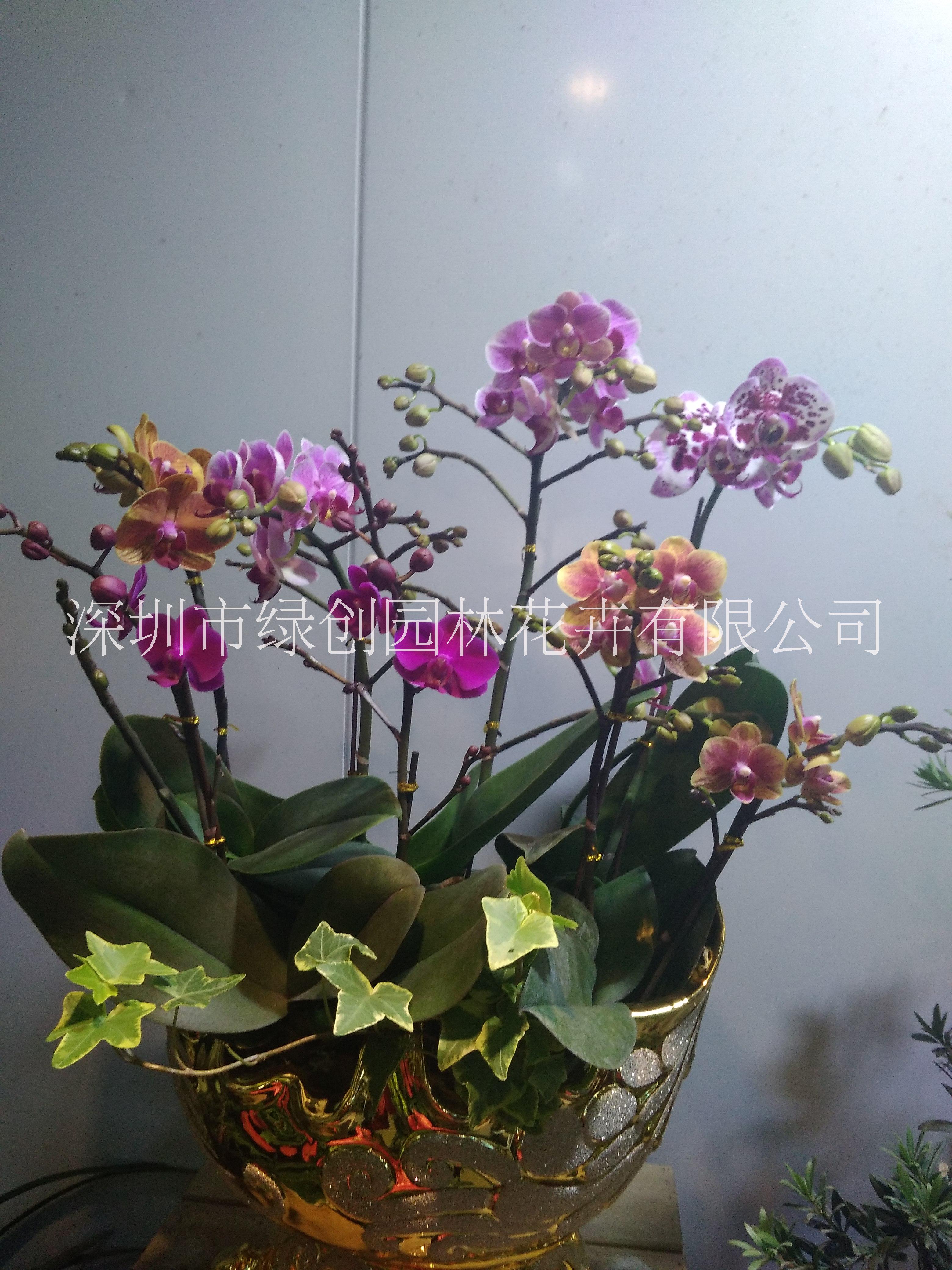 年花、廠家、種植、定制、電話、批發(fā)價格【深圳市綠創(chuàng)園林花卉有限公司】