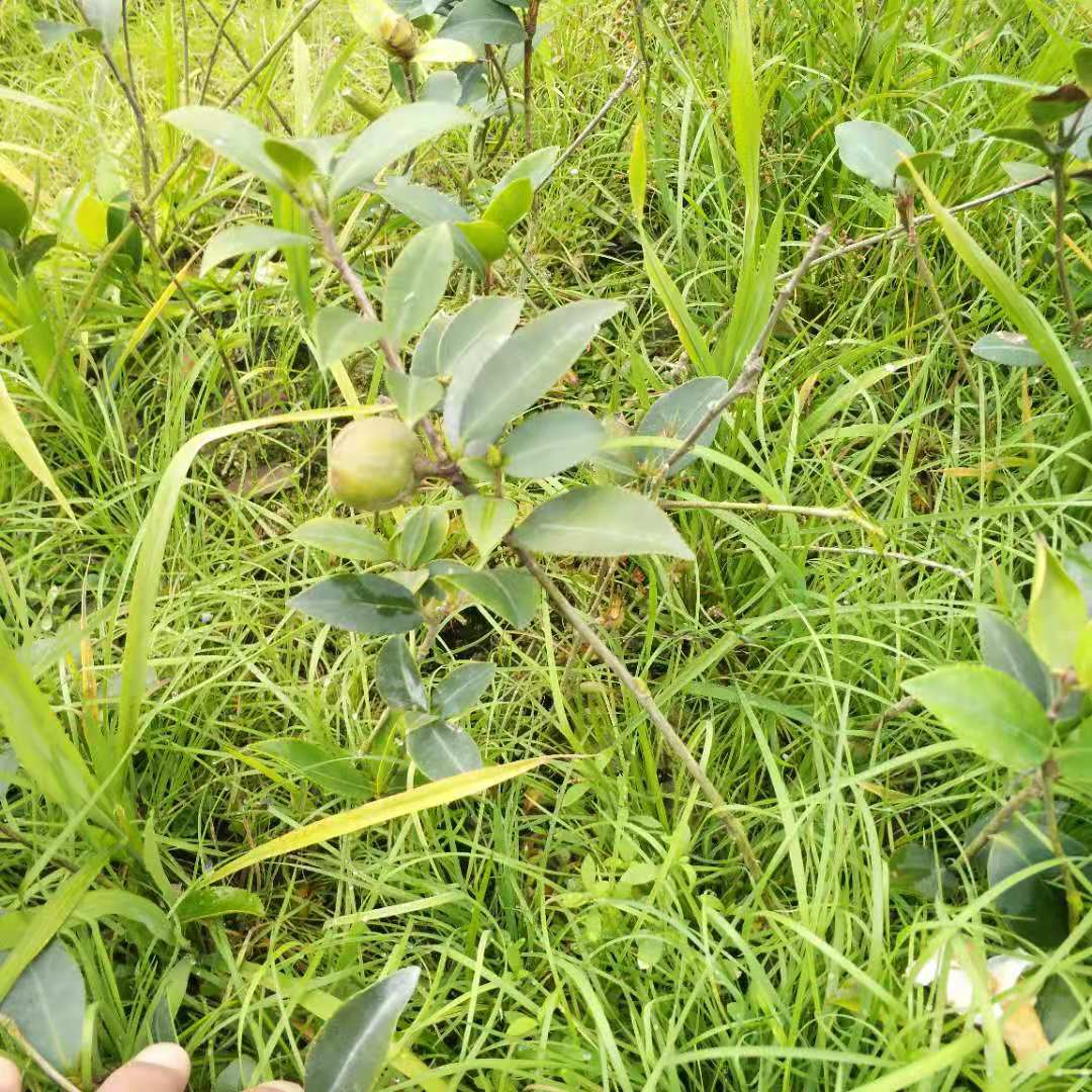 貴州茶油苗基地-價(jià)格-用途-供應(yīng)商 【攸縣勇財(cái)苗木專業(yè)合作社 】