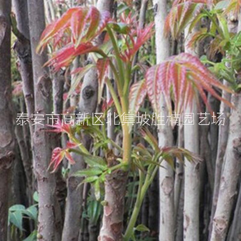 泰安香椿苗種植基地-報(bào)價(jià)-價(jià)格-批發(fā)，泰安優(yōu)質(zhì)香椿苗批發(fā)價(jià)，泰安哪里有香椿苗銷(xiāo)售