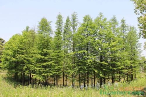 常州市中山杉苗圃 杉樹種植基地 栽培技術 鹽城苗圃場電話