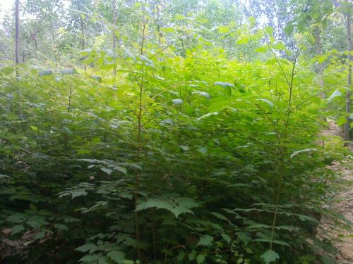 上海市黃山欒種植基地 全緣葉欒樹價(jià)格 大量批發(fā)黃山欒