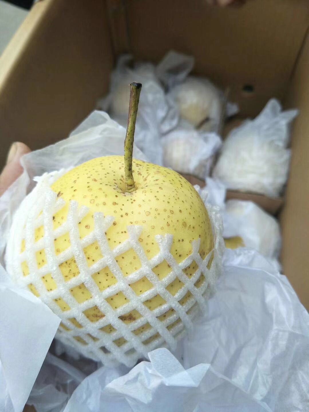 產(chǎn)地直銷(xiāo) 趙縣雪花梨，汁多味甜，型號(hào)齊全