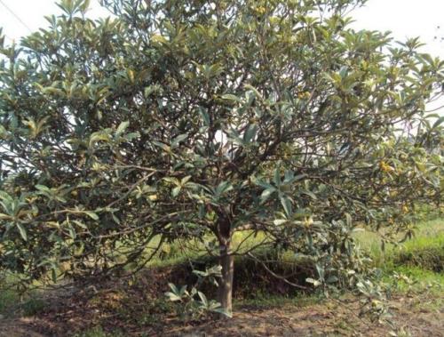 江蘇蘇州市枇杷種植基地 大量批發(fā)枇杷苗 各種規(guī)格樹苗價格
