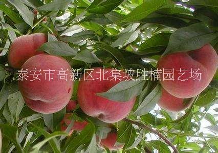 山東泰安桃樹苗、批發(fā)價格、種植基地、供應(yīng)商【泰安市高新區(qū)北集坡勝楠園藝場】