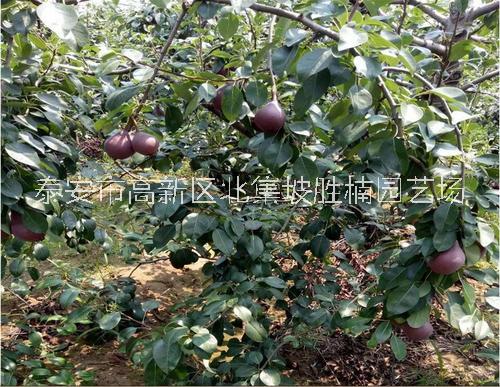 優(yōu)質金紅梨苗供應商，泰安市金紅梨苗種植基地，泰安市金紅梨苗批發(fā)價