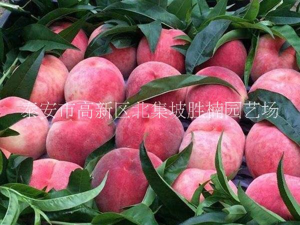 專業(yè)培育春麗桃樹苗種植基地，泰安優(yōu)質(zhì)春麗桃樹苗批發(fā)價(jià)，泰安春麗桃樹苗供應(yīng)商