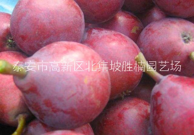 泰安優(yōu)質(zhì)早紅考蜜斯梨苗批發(fā)價，泰安市早紅考蜜斯梨苗基地直銷，泰安市早紅考蜜斯梨苗供應(yīng)商