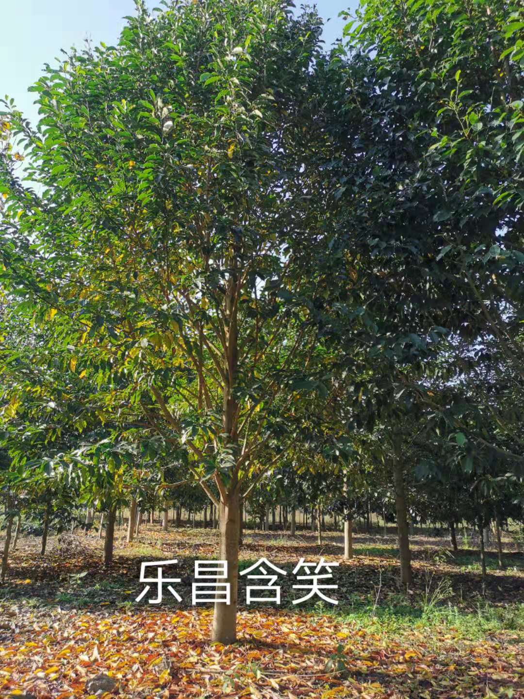 櫻花報(bào)價(jià),批發(fā),種植基地,嵊州市紅勝火美國紅楓專業(yè)合作社
