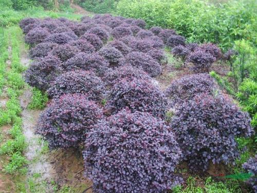 郴州紅花繼木綠化價(jià)格多少錢