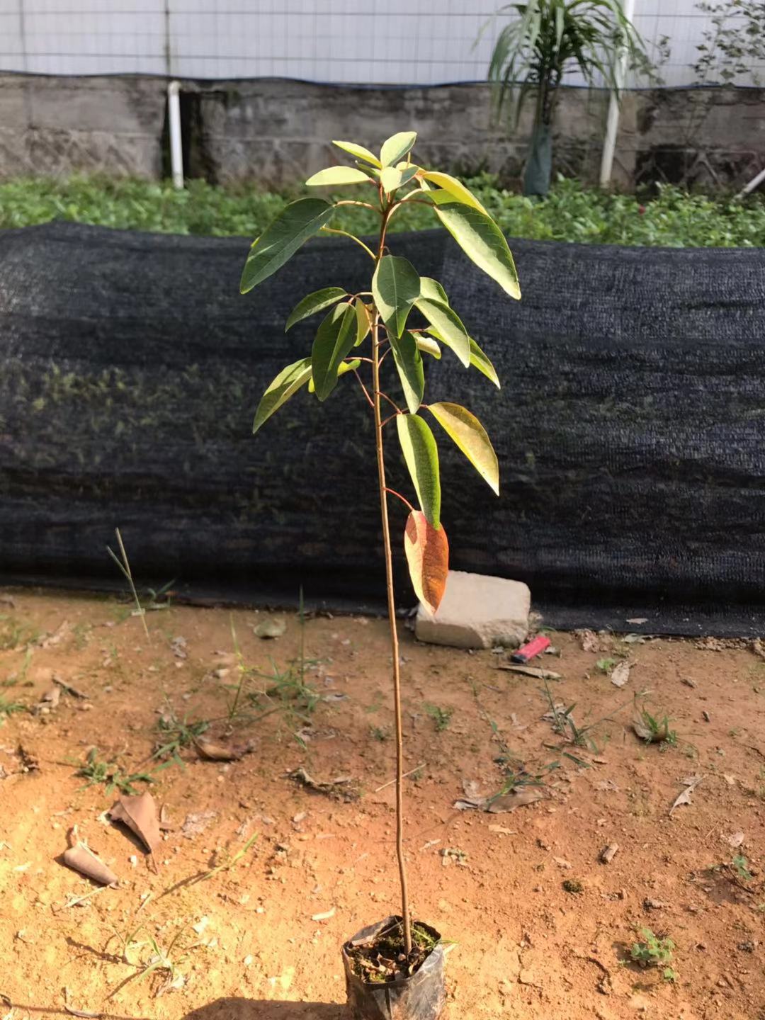山烏桕供應價格、價錢、批發(fā)【廣州匯森林業(yè)有限公司】