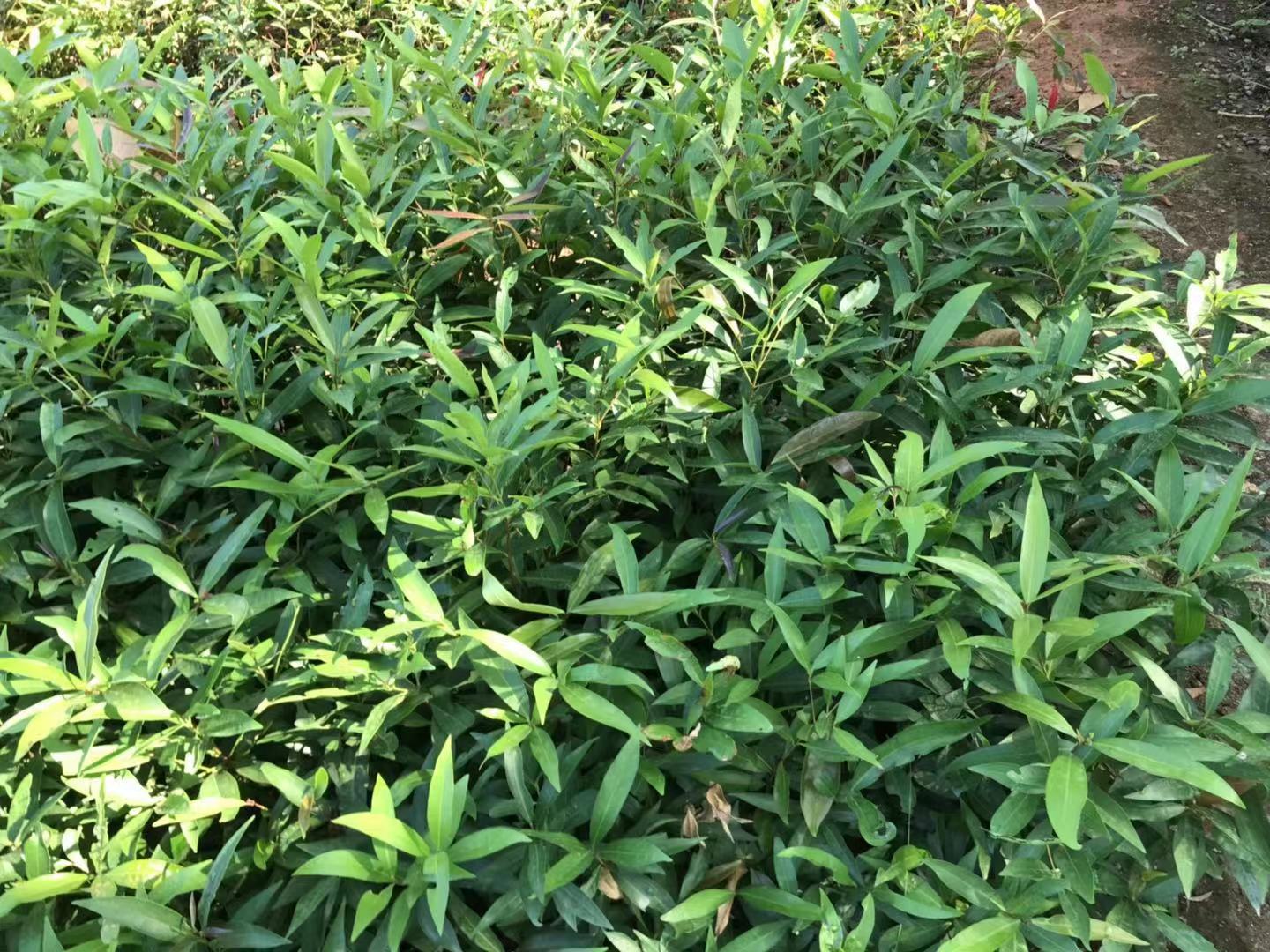 水浦桃、紫浦桃供應(yīng)價格、價錢、批發(fā)、【廣州匯森林業(yè)有限公司】
