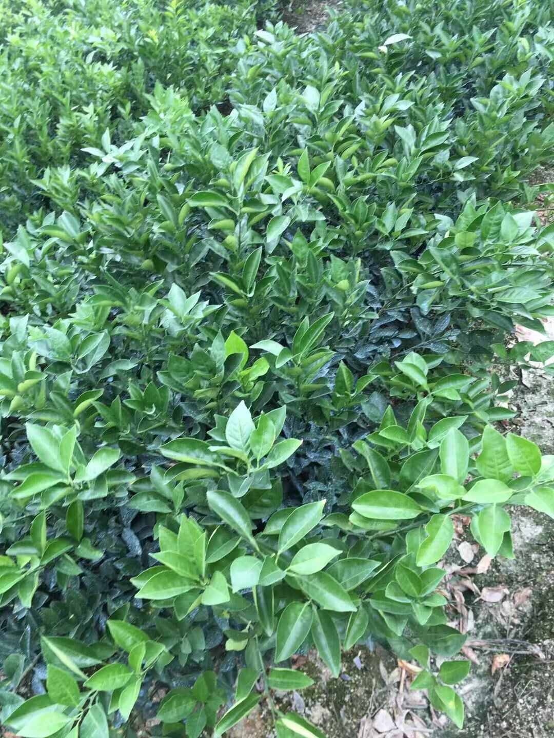 江西臍橙苗批發(fā)基地-廣東哪里有江西臍橙苗賣-廠家直銷批發(fā)價(jià)格【阿賴果苗基地種植場】