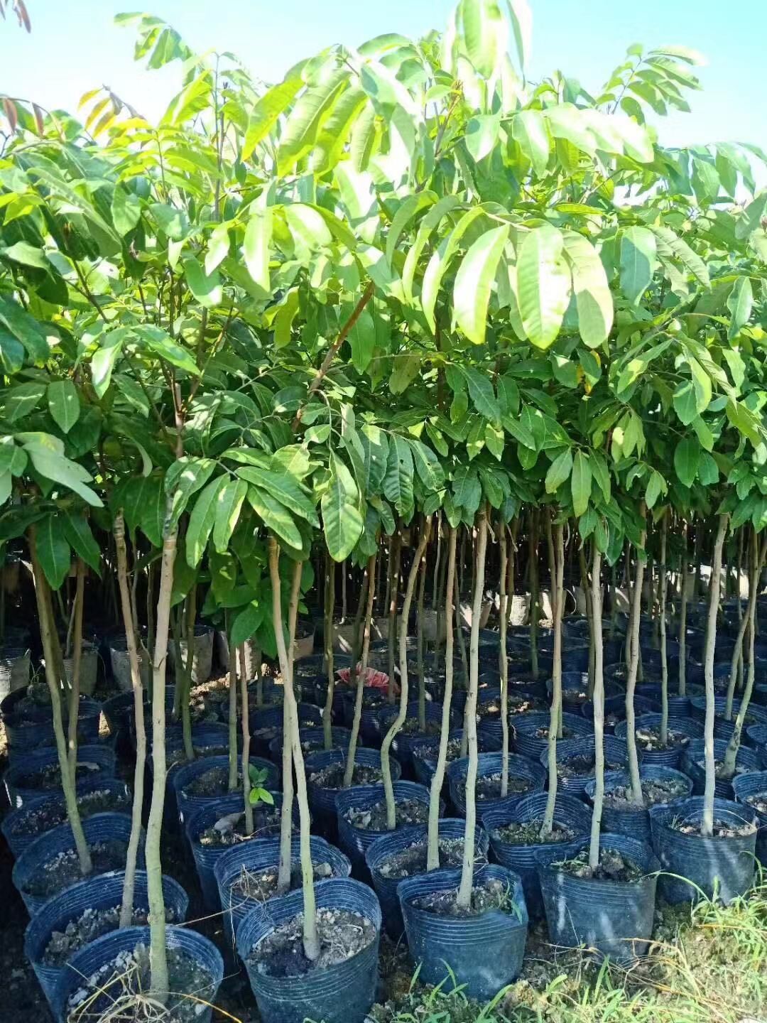 廣東清遠(yuǎn)英德石硤龍眼苗基地-廣東哪里有石硤龍眼苗賣-廠家直銷批發(fā)價(jià)格【阿賴果苗基地種植場(chǎng)】 廣東清遠(yuǎn)英德石硤龍眼苗基地