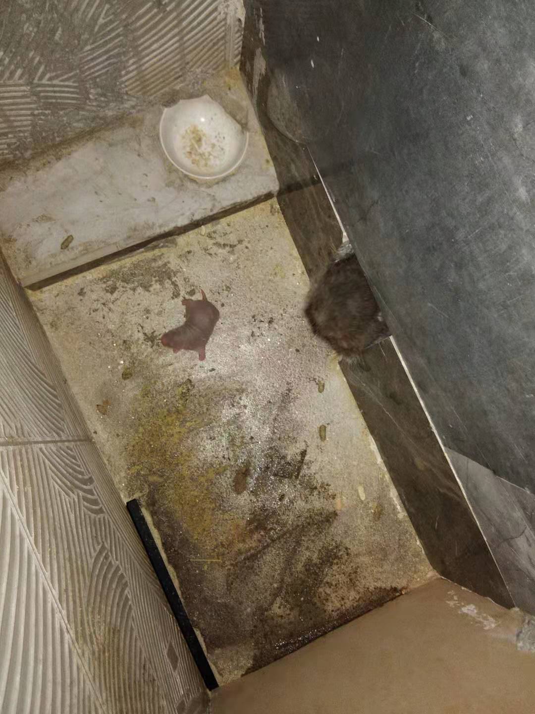 廣西人工*養(yǎng)殖-養(yǎng)殖商品*、種苗