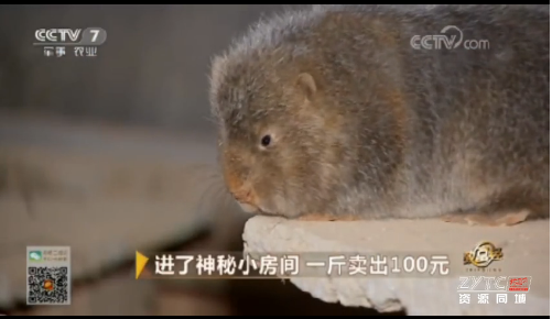 廣西人工*養(yǎng)殖-養(yǎng)殖商品*、種苗