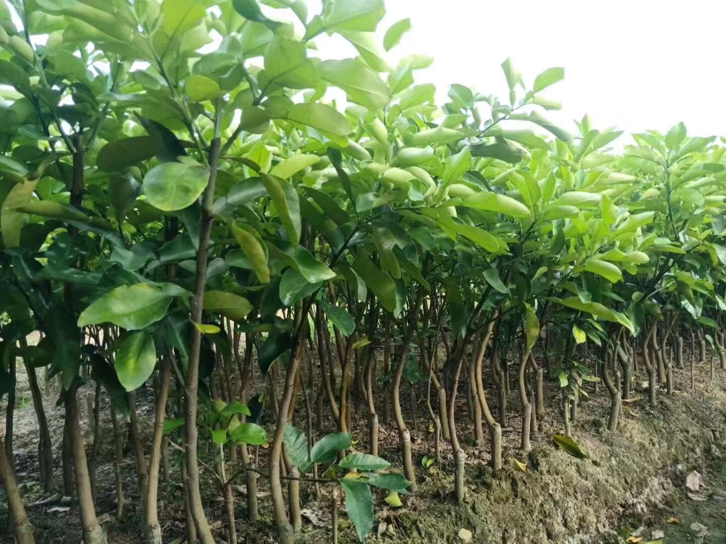 廣東紅肉蜜柚（沙田柚）柚子苗基地-廣東哪里有紅肉蜜柚（沙田柚）柚子苗賣-廠家直銷批發(fā)價(jià)格【阿賴果苗基地種植場(chǎng)】