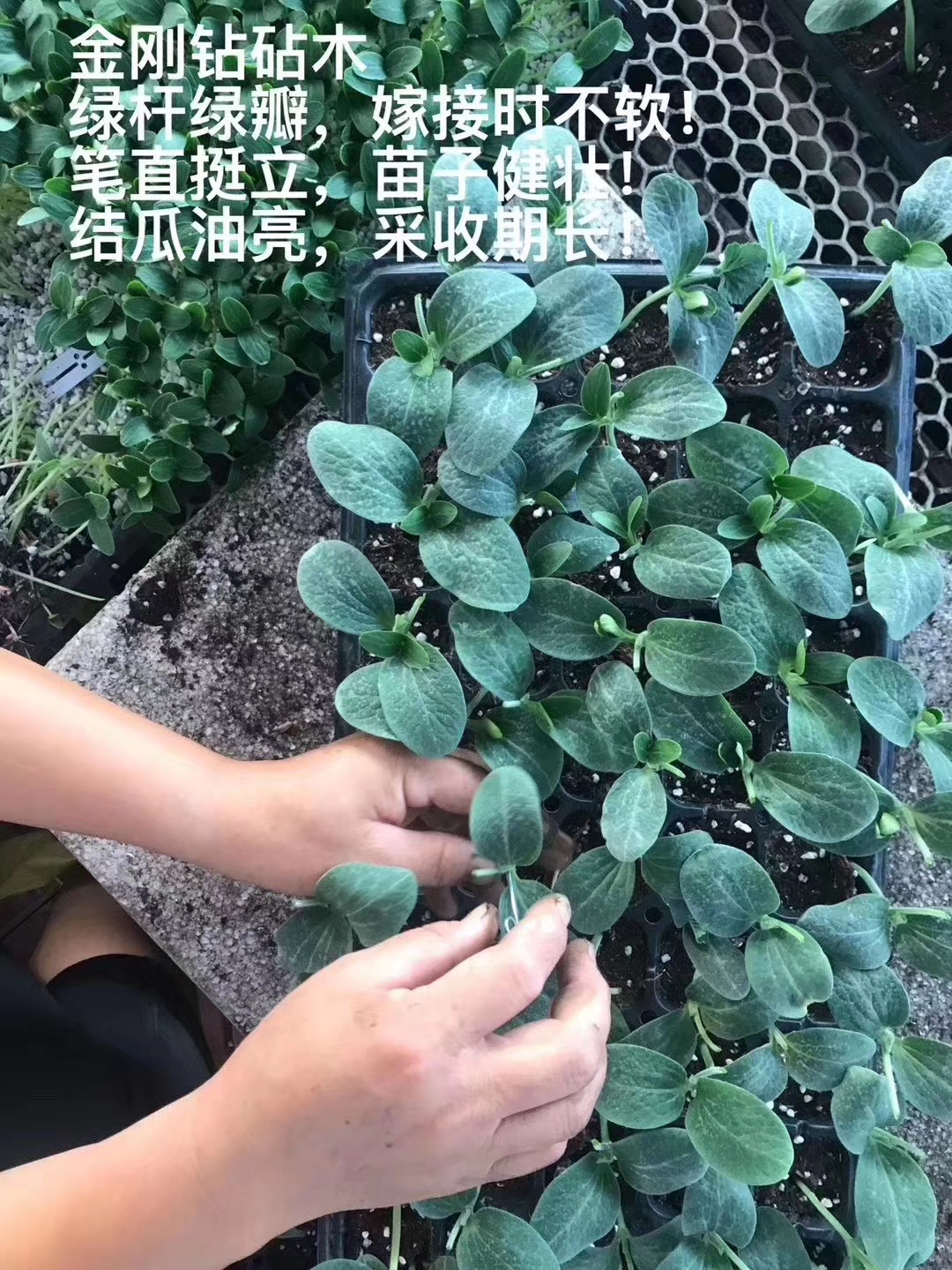 金剛鉆F1嫁接黃瓜*砧木金剛鉆金剛鉆F1嫁接黃瓜*砧木種子 出芽整齊