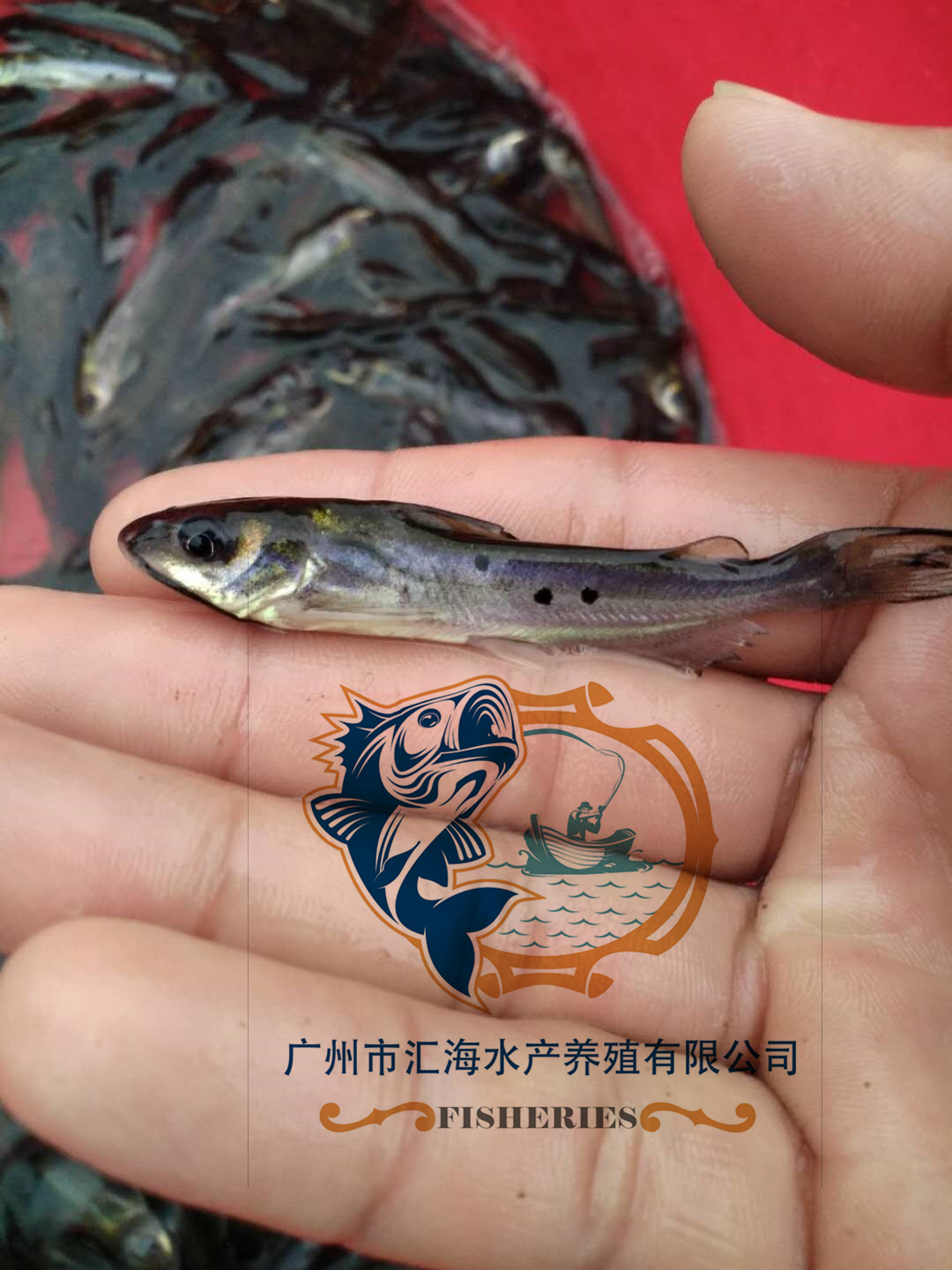 鮰魚苗叉尾鮰魚苗 斑點叉尾鮰魚苗 漁場*