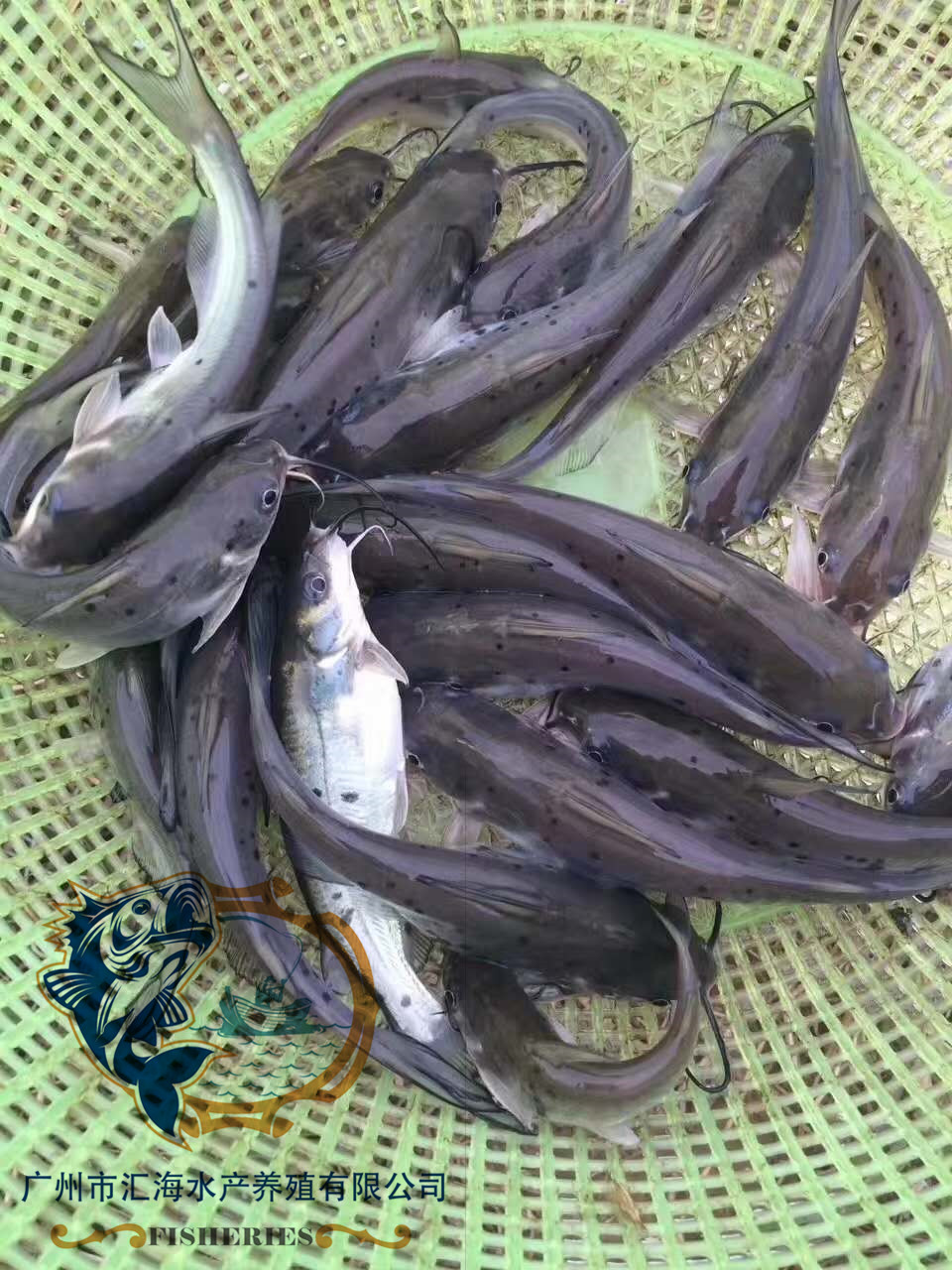 鮰魚苗叉尾鮰魚苗 斑點叉尾鮰魚苗 漁場*