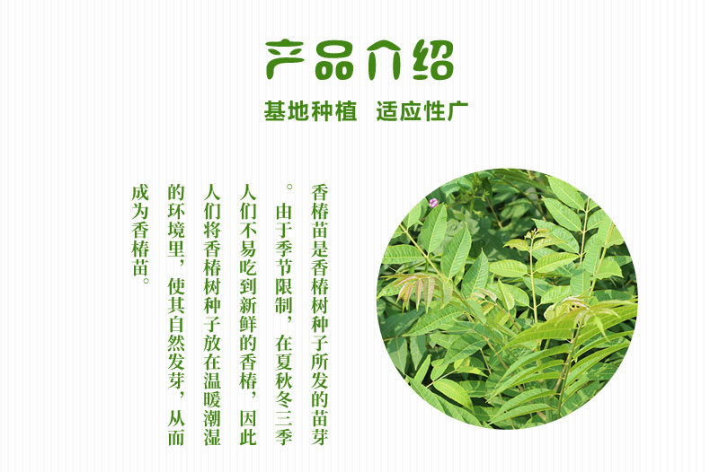 山東香椿樹苗種植基地批發(fā)價格