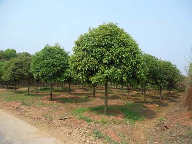 地栽大型四季桂花樹苗庭院濃香花卉常青植物盆景金桂丹桂室內(nèi)盆栽