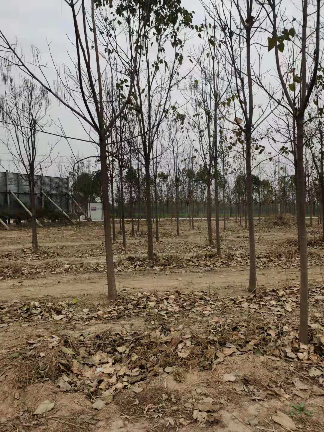 河南速生梓樹苗種植基地直銷_批發(fā)商報(bào)價(jià)