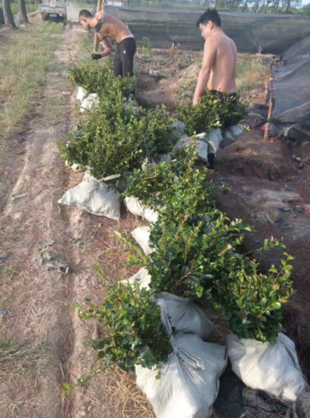 金華茶梅綠化報(bào)價(jià)