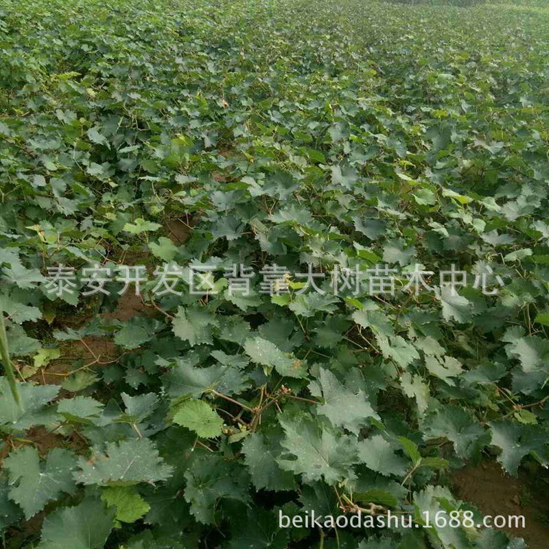 山東葡萄樹種植基地批發(fā)價格