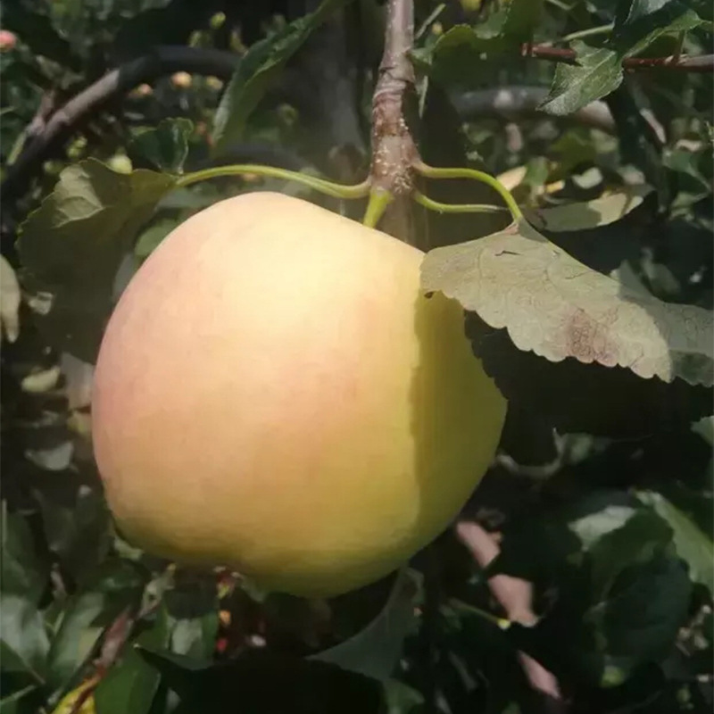 河南蘋果批發(fā)、多少錢、哪里有賣、大量供應【泰安開發(fā)區(qū)背靠大樹苗木中心銷售】