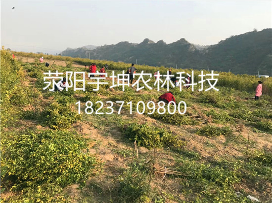 軟籽石榴河陰*軟籽石榴樹苗軟籽石榴河陰*軟籽石榴樹苗