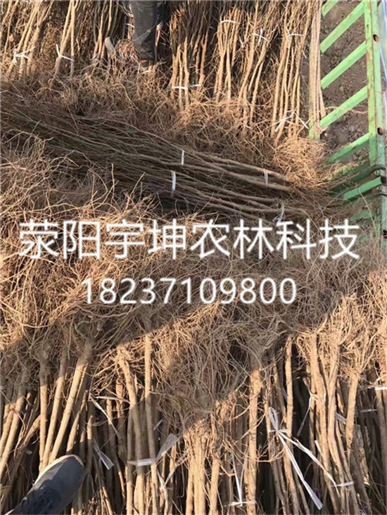 純正嫁接1.5-5公分河陰*軟籽石榴樹  純正嫁河陰*軟籽石榴樹