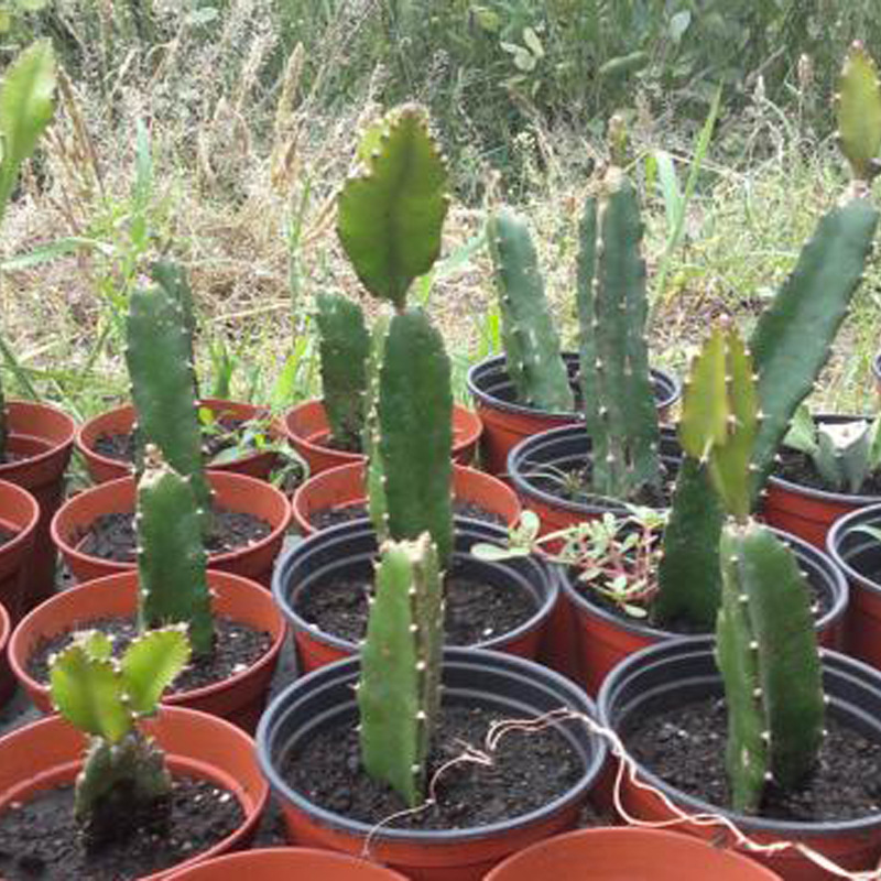 山東火龍果樹苗種植基地批發(fā)價(jià)格