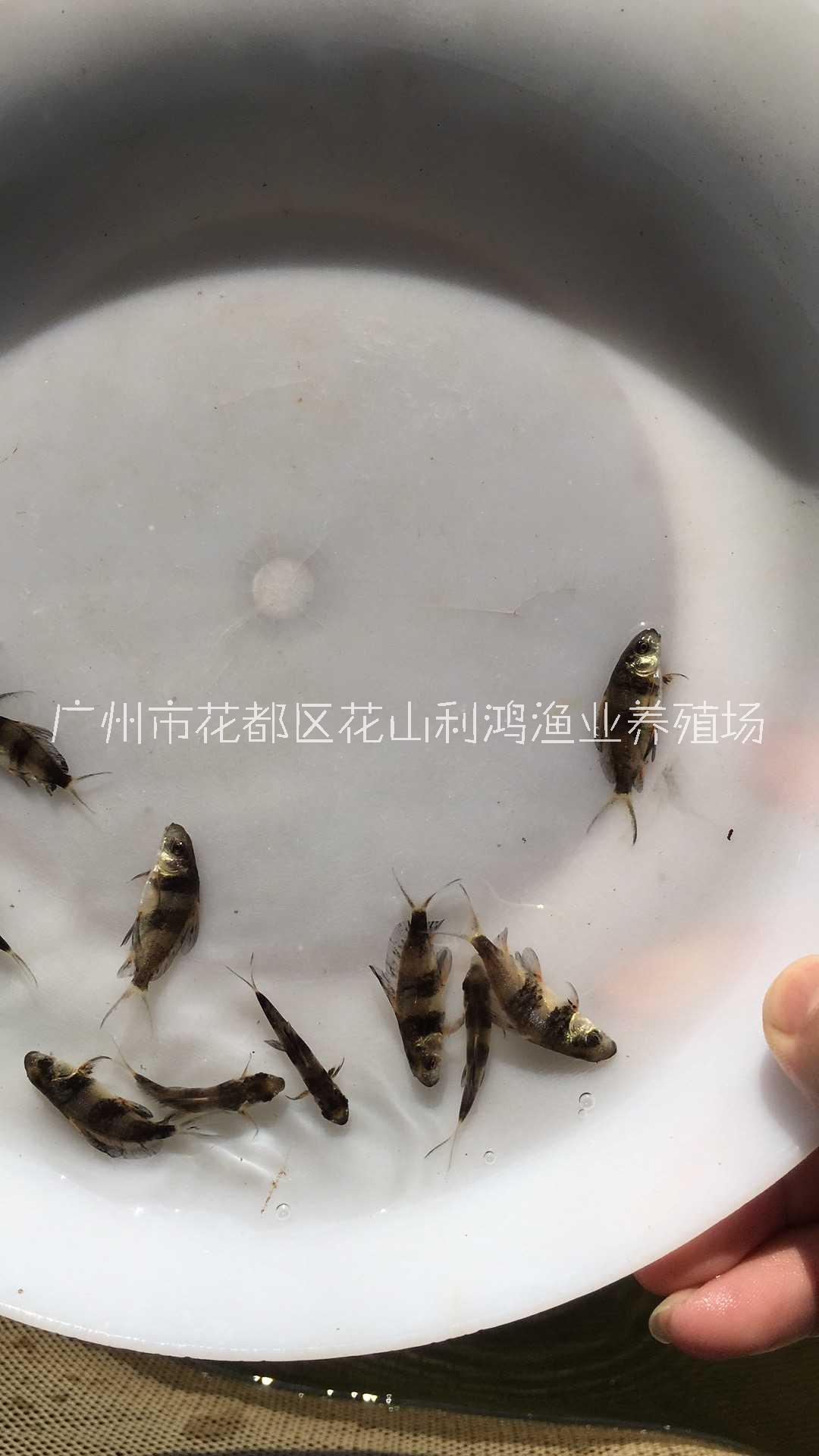 一帆風順魚魚苗 胭脂魚苗