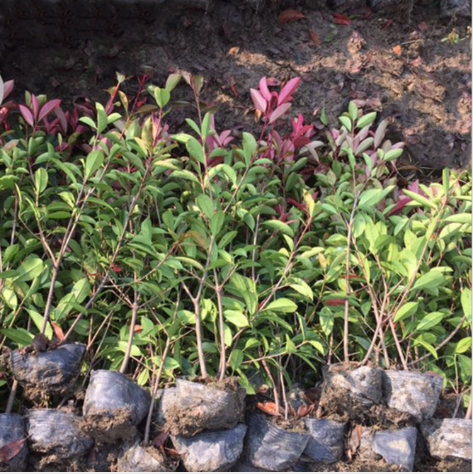 金華紅葉石楠廠家