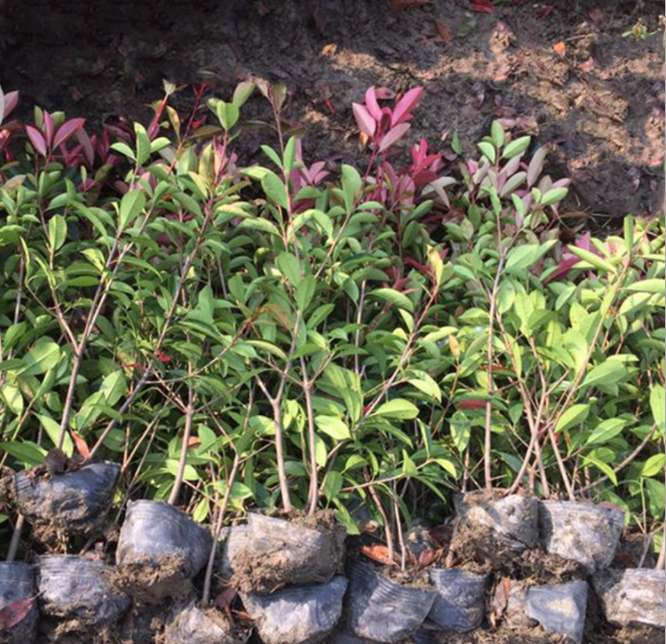 金華紅葉石楠綠化廠家