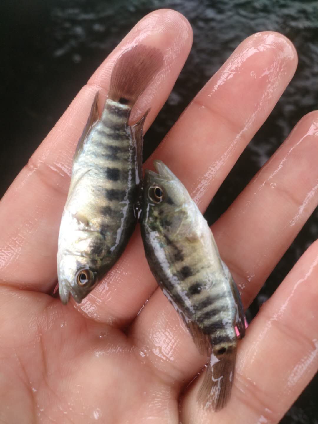 石斑魚苗 花斑魚苗 珍珠石斑魚苗  花老虎魚苗 漁場(chǎng)直銷
