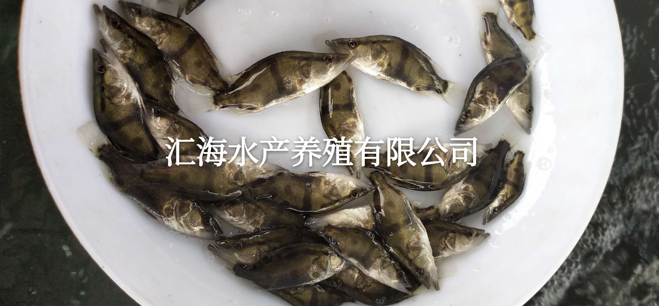 桂花魚(yú)苗 鱖魚(yú)苗 翹嘴鱖魚(yú)苗 漁場(chǎng)直銷(xiāo)*批發(fā)