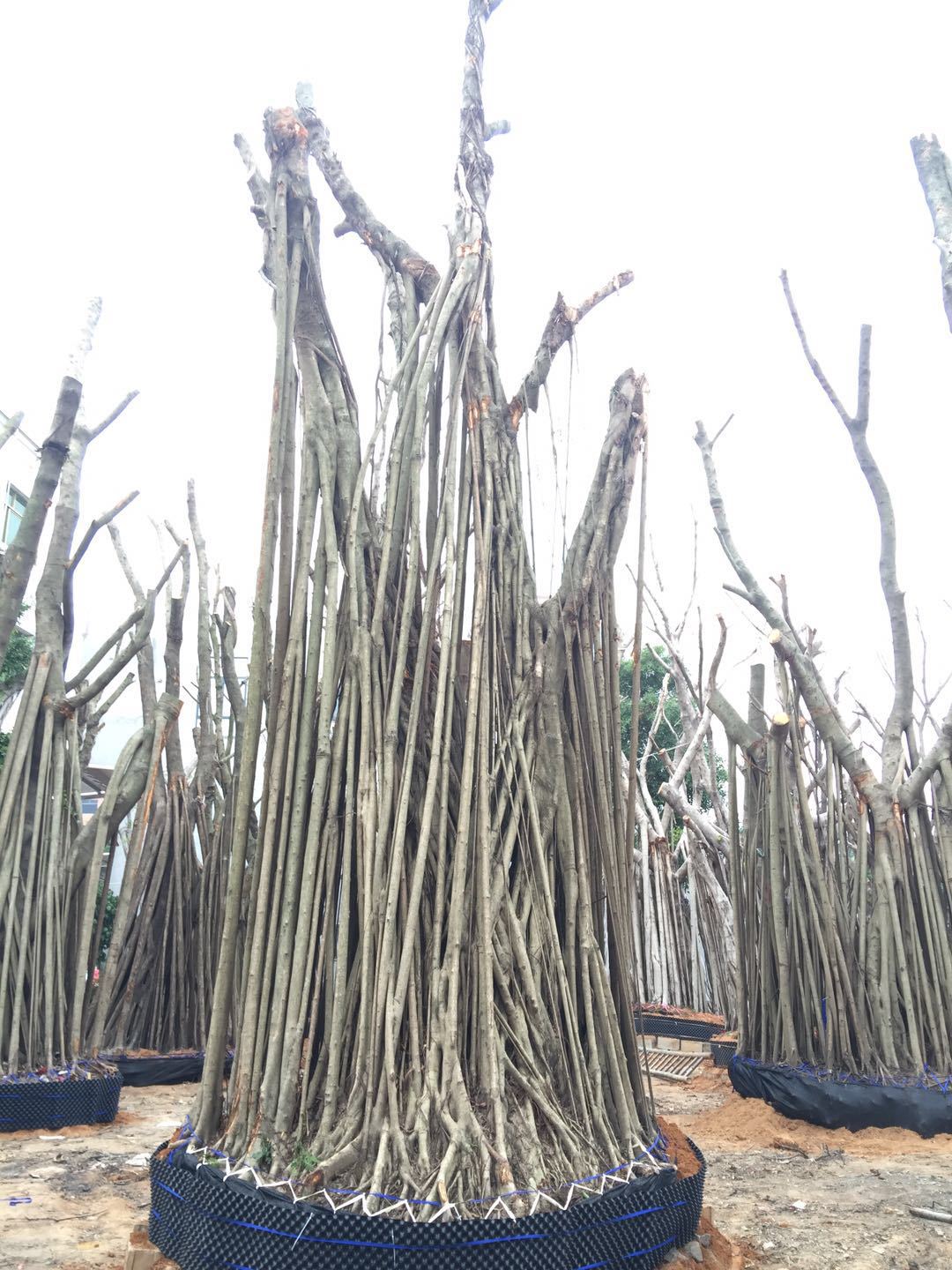 福建漳州氣根大榕樹基地-福建漳州氣根大榕樹批發(fā)價(jià)格-廠家直銷【漳浦縣金源花卉專業(yè)合作社】