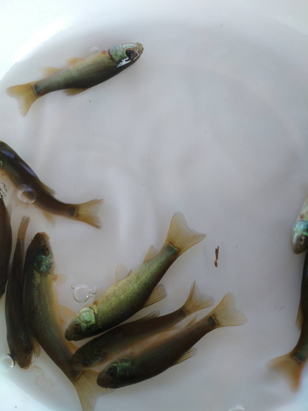 丁桂魚(yú)苗 丁穗魚(yú)苗 丁歲魚(yú)苗 歐洲丁桂魚(yú)苗 金蛙魚(yú)苗 產(chǎn)地直銷(xiāo)