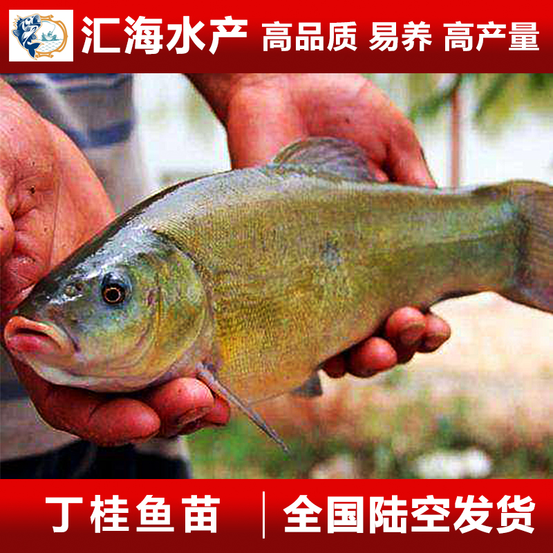 丁桂魚(yú)苗 丁穗魚(yú)苗 丁歲魚(yú)苗 歐洲丁桂魚(yú)苗 金蛙魚(yú)苗 產(chǎn)地直銷(xiāo)