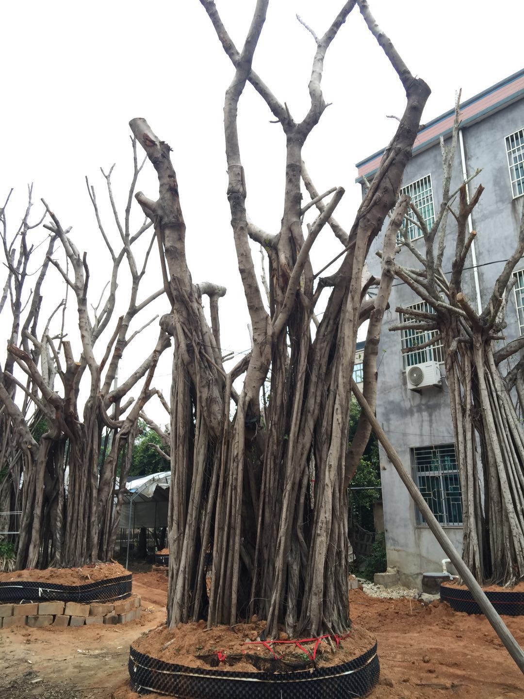福建漳州氣根大榕樹基地-福建漳州氣根大榕樹批發(fā)價(jià)格-廠家直銷【漳浦縣金源花卉專業(yè)合作社】
