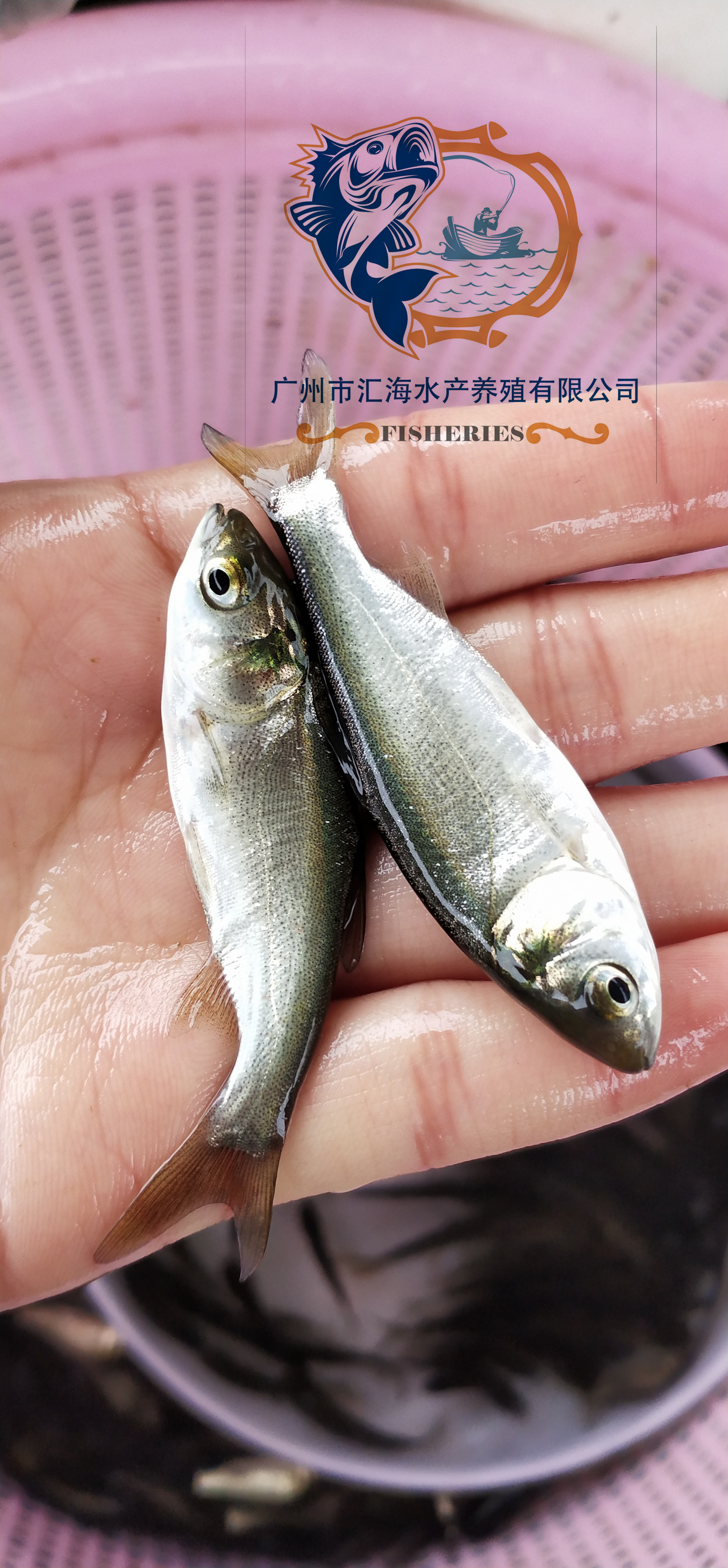 匯海水產(chǎn)大量出售 白鰱魚苗 鰱魚寸苗 鳊魚苗 鳊魚粒 四大家魚苗