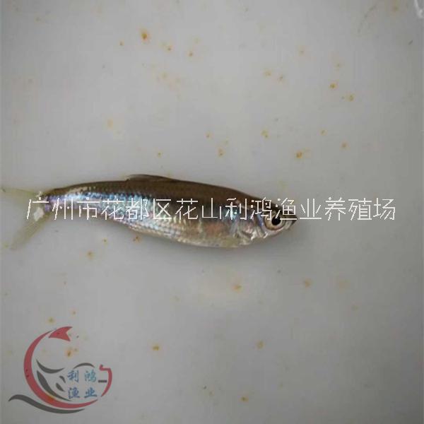 馬口魚苗 花杈魚 桃花魚 山鳡