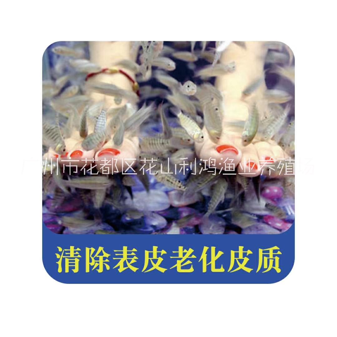 【網(wǎng)紅魚苗】3-5cm溫泉魚苗 親親魚批發(fā) 魚療按摩親親魚 咬勁十足