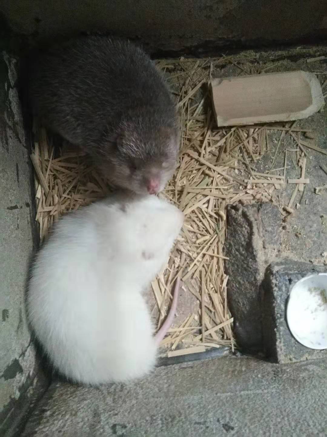 廣西桂林優(yōu)質商品*種苗多少錢-基地直銷*種苗多少錢