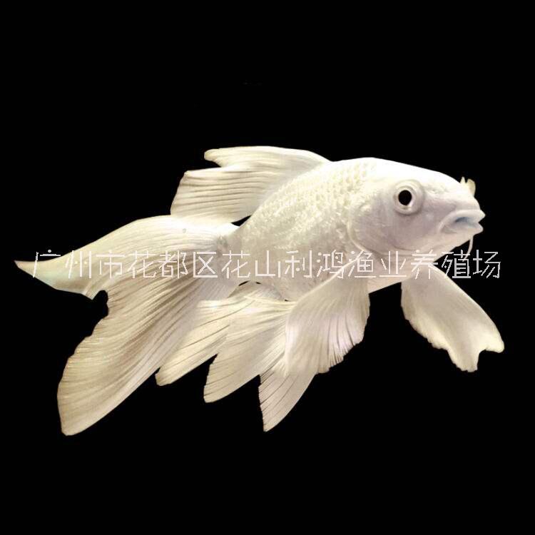 *臺(tái)灣蝴蝶鯉 *觀賞魚 淡水