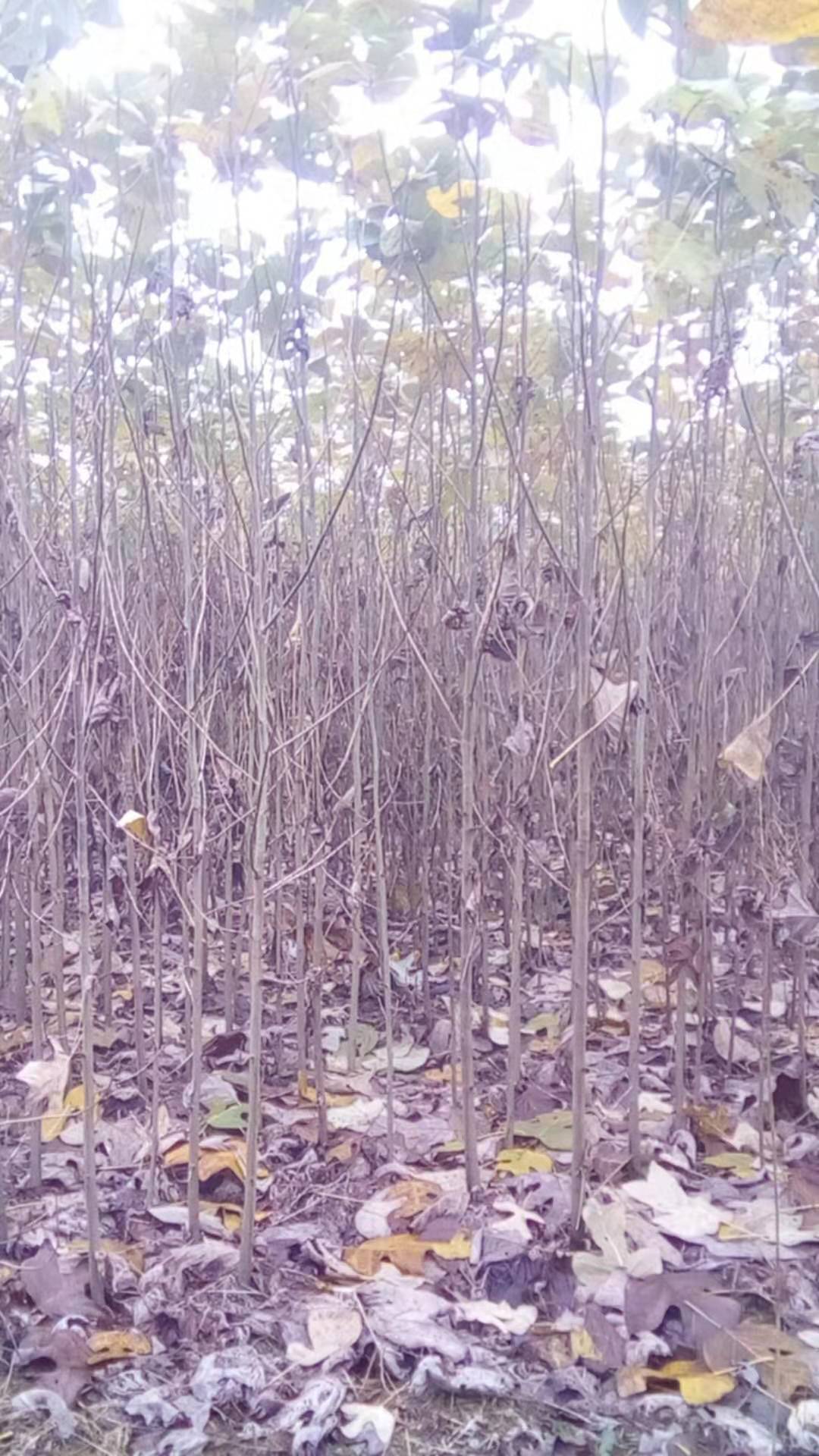 施恩鵝掌秋銷(xiāo)售_鵝掌秋多少錢(qián)一顆_馬鵝掌秋哪個(gè)地區(qū)賣(mài)的好