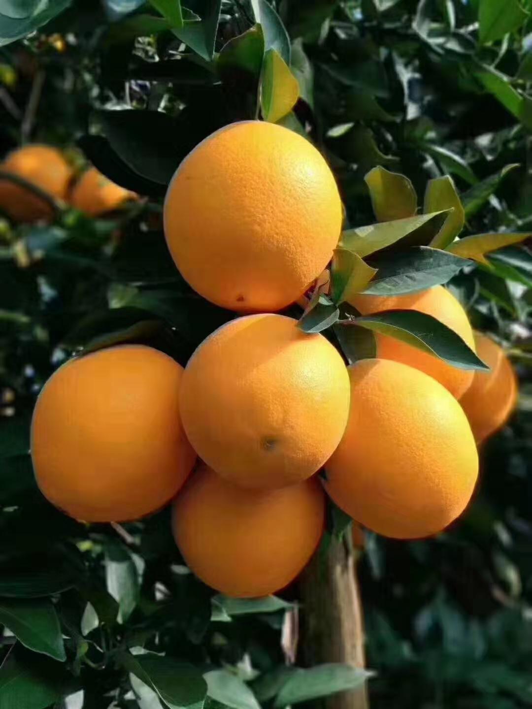百香果 江西百香果供應(yīng)鏈廠家 贛南臍橙供應(yīng)鏈廠家供應(yīng)