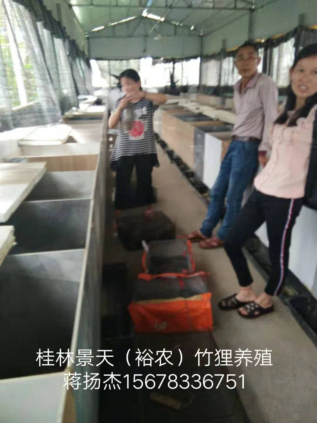 廣西人工*養(yǎng)殖-養(yǎng)殖商品*、種苗